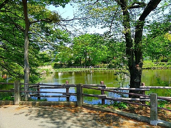 周辺環境:菊名池公園(池の横には流れるプールや子ども用プールがある。公園側の池には野鳥と触れ合えたりと自然を満喫できる。近所に軽く行ける場所にあるのはうれしい)