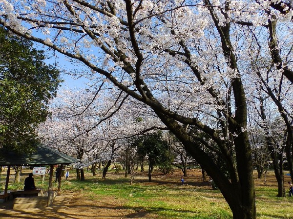 周辺環境:菅生緑地(樹木が立ち並び、木漏れ日を愉しめる公園。落ち着きある空間が広がります。)